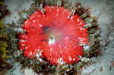 A O0930 99 Ultra Rock Anemone_300.jpg