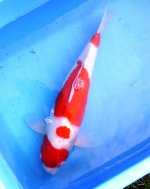 20 inch kuhaku male.jpg