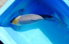 21 inch toncho female.jpg