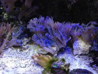 IMG_0539s.jpg
