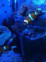 ImageUploadedByReefs1342906240.529573.jpg
