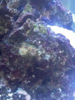 ImageUploadedByReefs1343000659.115916.jpg
