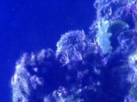 polyp.JPG