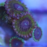 zoa3.jpg