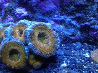 acan3.jpg