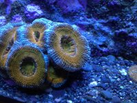 acan4.jpg