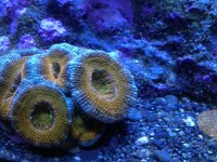 acan5.jpg