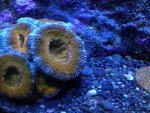 acan6.jpg