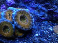 acan7.jpg