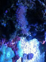 ImageUploadedByReefs1355089136.737479.jpg