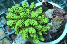 HP MA0501 99 Neon Green Acropora chesterfieldensis_300.jpg