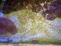 ImageUploadedByReefs1358904241.102628.jpg