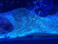 ImageUploadedByReefs1358904307.515193.jpg