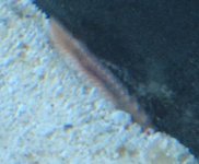 ImageUploadedByReefs1358910699.806621.jpg
