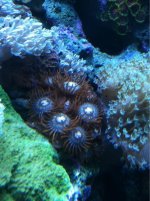ImageUploadedByReefs1350497189.947784.jpg