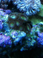 ImageUploadedByReefs1350497213.958966.jpg