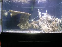 tank 2012.jpg