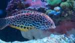 leopard wrasse.jpg