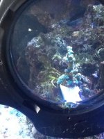 ImageUploadedByReefs1343167258.873517.jpg