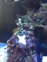 ImageUploadedByReefs1343167280.381039.jpg