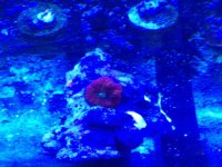 ImageUploadedByReefs1363273901.329290.jpg ImageUploadedByReefs1363273901.329290.jpg