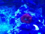 ImageUploadedByReefs1363273936.959638.jpg ImageUploadedByReefs1363273936.959638.jpg