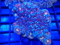 rainbow acan 1.jpg