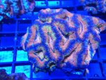 rainbow acan 2.jpg