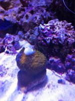 ImageUploadedByReefs1346855052.667411.jpg
