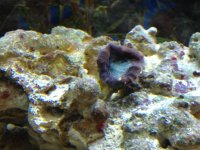ImageUploadedByReefs1343404994.187546.jpg