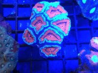 rainbow acan 3.jpg