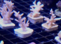 Red Dragon Acro.jpg