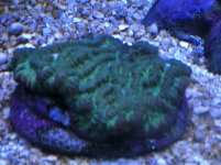 ImageUploadedByReefs1350679812.379665.jpg