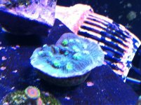 ImageUploadedByReefs1350679940.182214.jpg