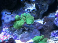 ImageUploadedByReefs1350680061.734606.jpg