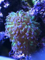 ImageUploadedByReefs1350680125.847329.jpg