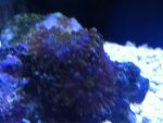 ImageUploadedByReefs1350680185.558570.jpg