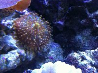 ImageUploadedByReefs1350680251.603385.jpg
