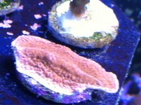 ImageUploadedByReefs1350680271.614934.jpg