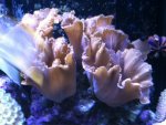 ImageUploadedByReefs1350680324.077386.jpg