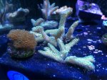 ImageUploadedByReefs1350680437.955894.jpg