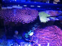 ImageUploadedByReefs1346965246.409008.jpg