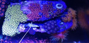 ImageUploadedByReefs1346965267.116619.jpg