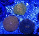 ImageUploadedByReefs1346965275.499058.jpg