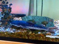 cat fish.jpg