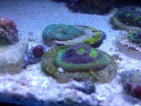 ImageUploadedByReefs1343506928.695233.jpg