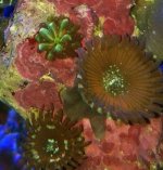 ImageUploadedByReefs1347056644.975980.jpg
