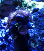 ImageUploadedByReefs1347056655.018433.jpg