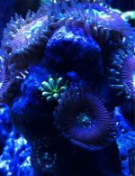 ImageUploadedByReefs1347061019.821373.jpg