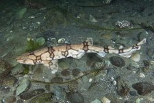 Chain catshark 2.jpg
